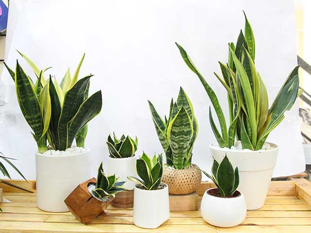 Cây lưỡi hổ giúp trang trí văn phòng